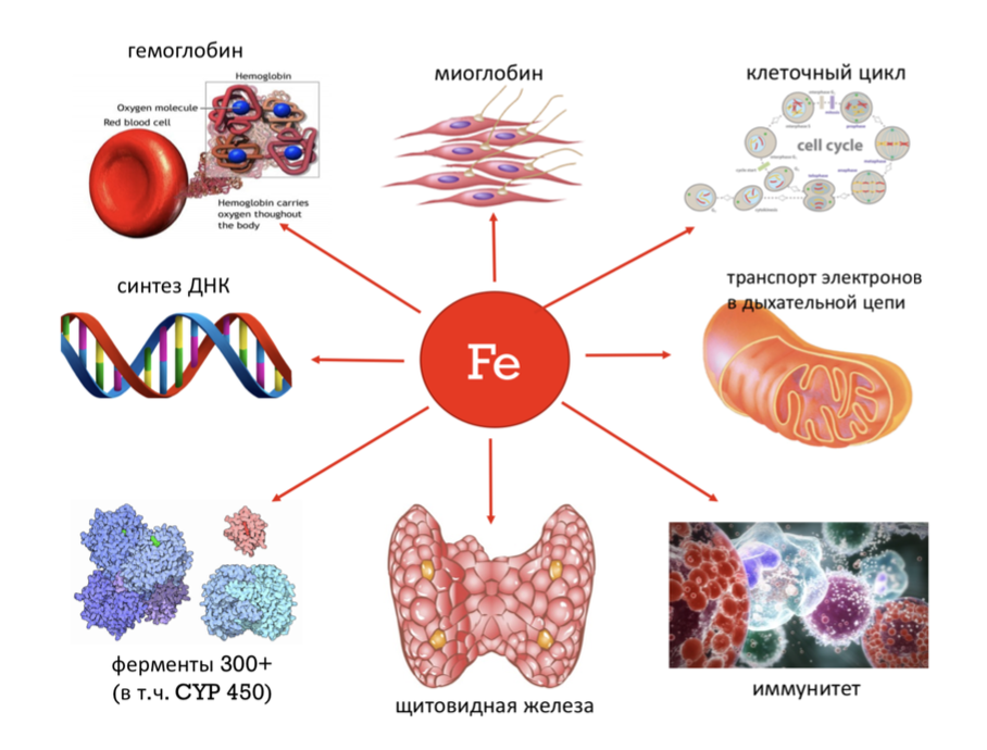 Соль и натрий: влияние на давление и почки